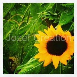 jozefcreation_19624424_151736595398200_189777828667981824_n
